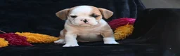 Mixed Breed dogs for sale: Oliver - Ad 3