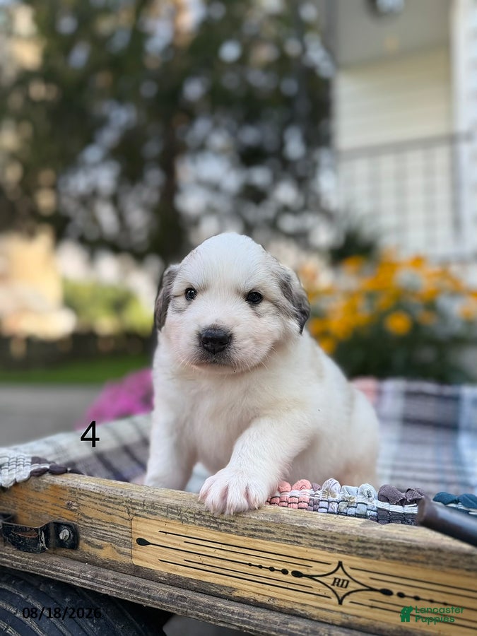 Great Pyrenees dogs Nicky - Ad 2