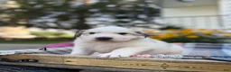 Great Pyrenees dogs for sale: Nicky - Ad 2