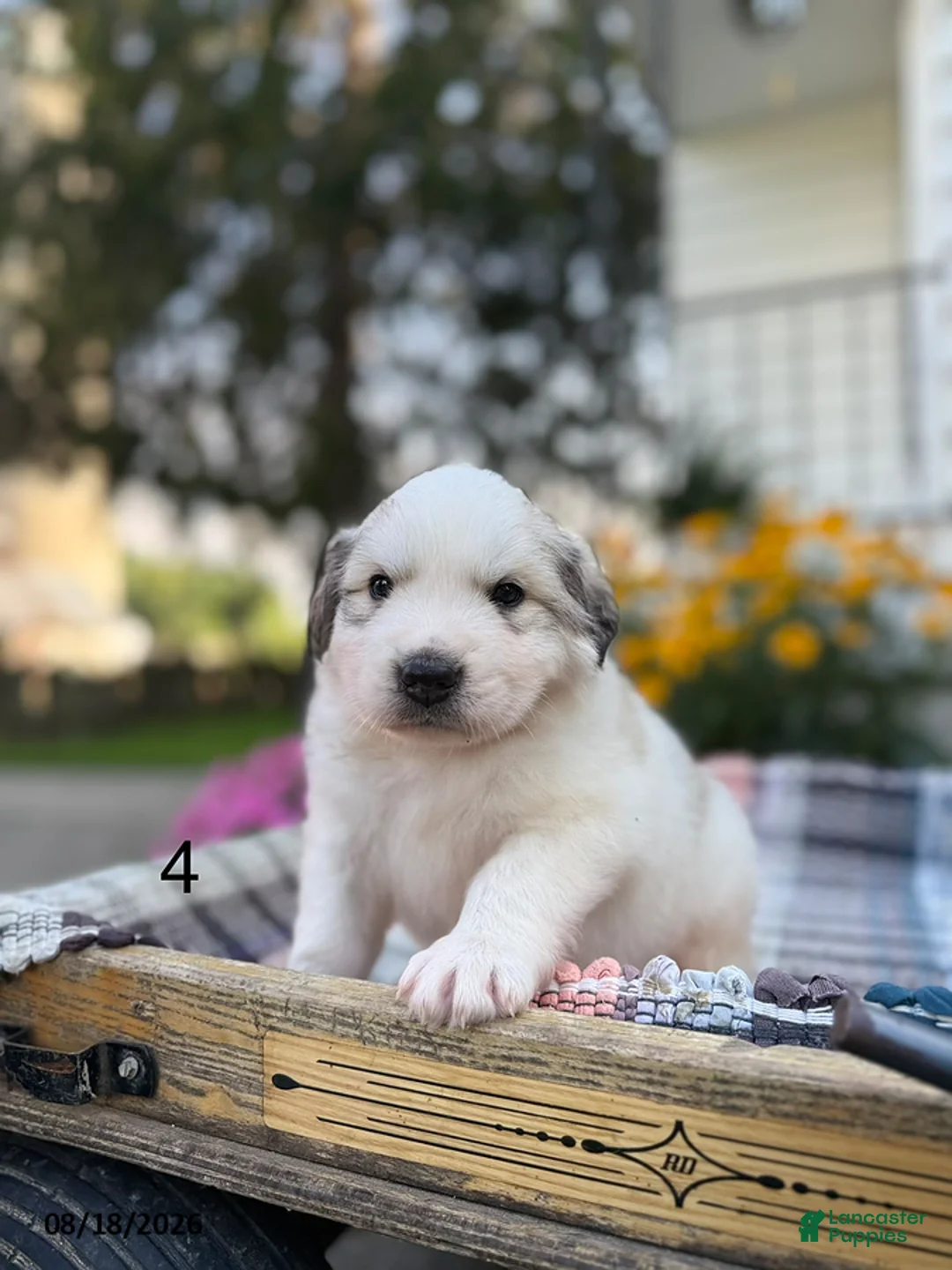 Great Pyrenees dogs for sale: Nicky - Ad 2