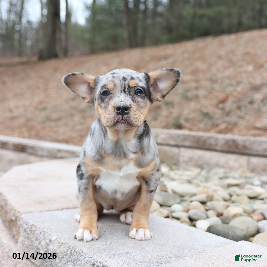 Mixed Breed dogs for sale: Molly - Ad 3