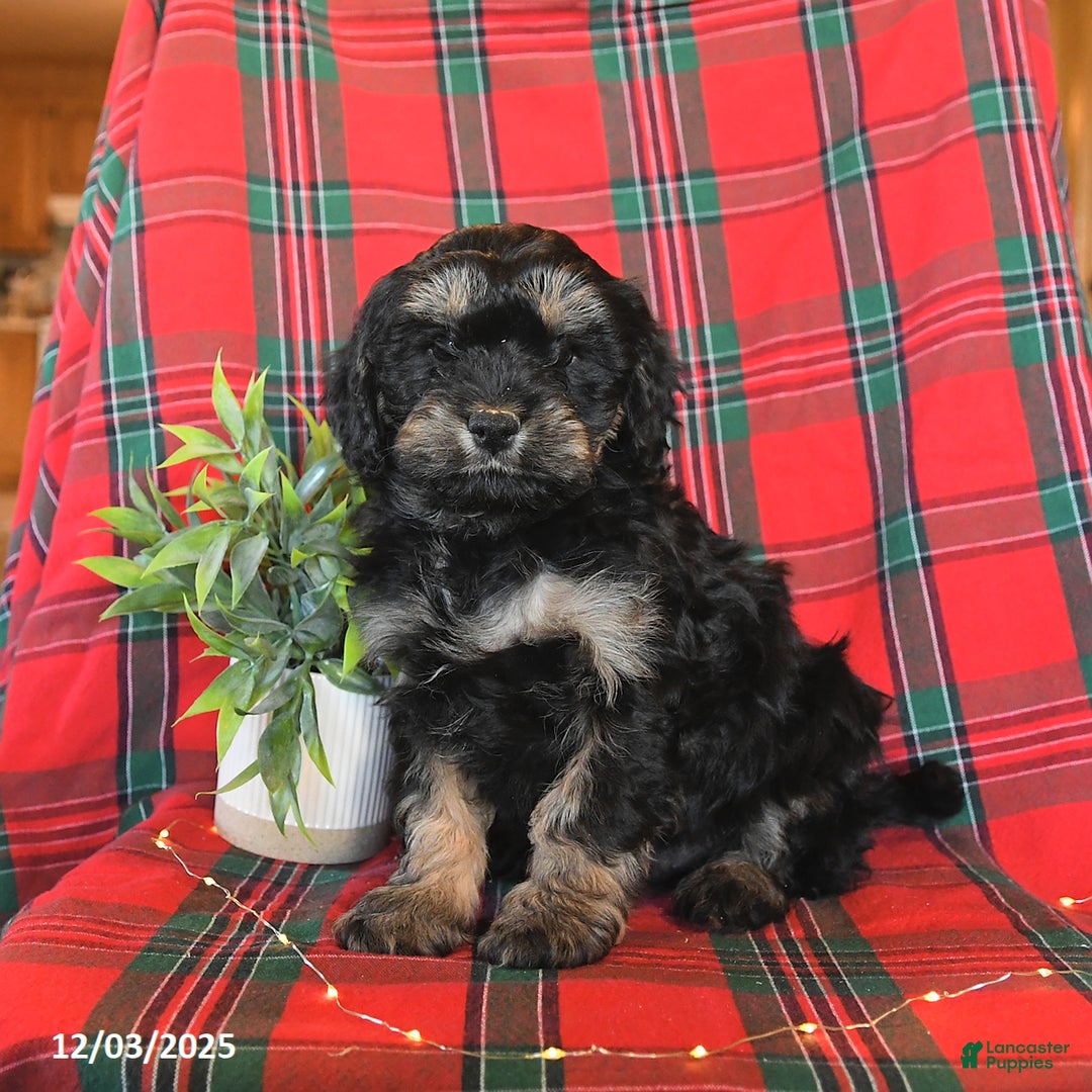 Cavapoo dogs for sale: Apollo - Ad 3
