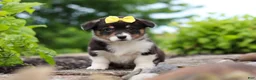 Welsh Corgi Pembroke dogs for sale: Nala - Ad 4