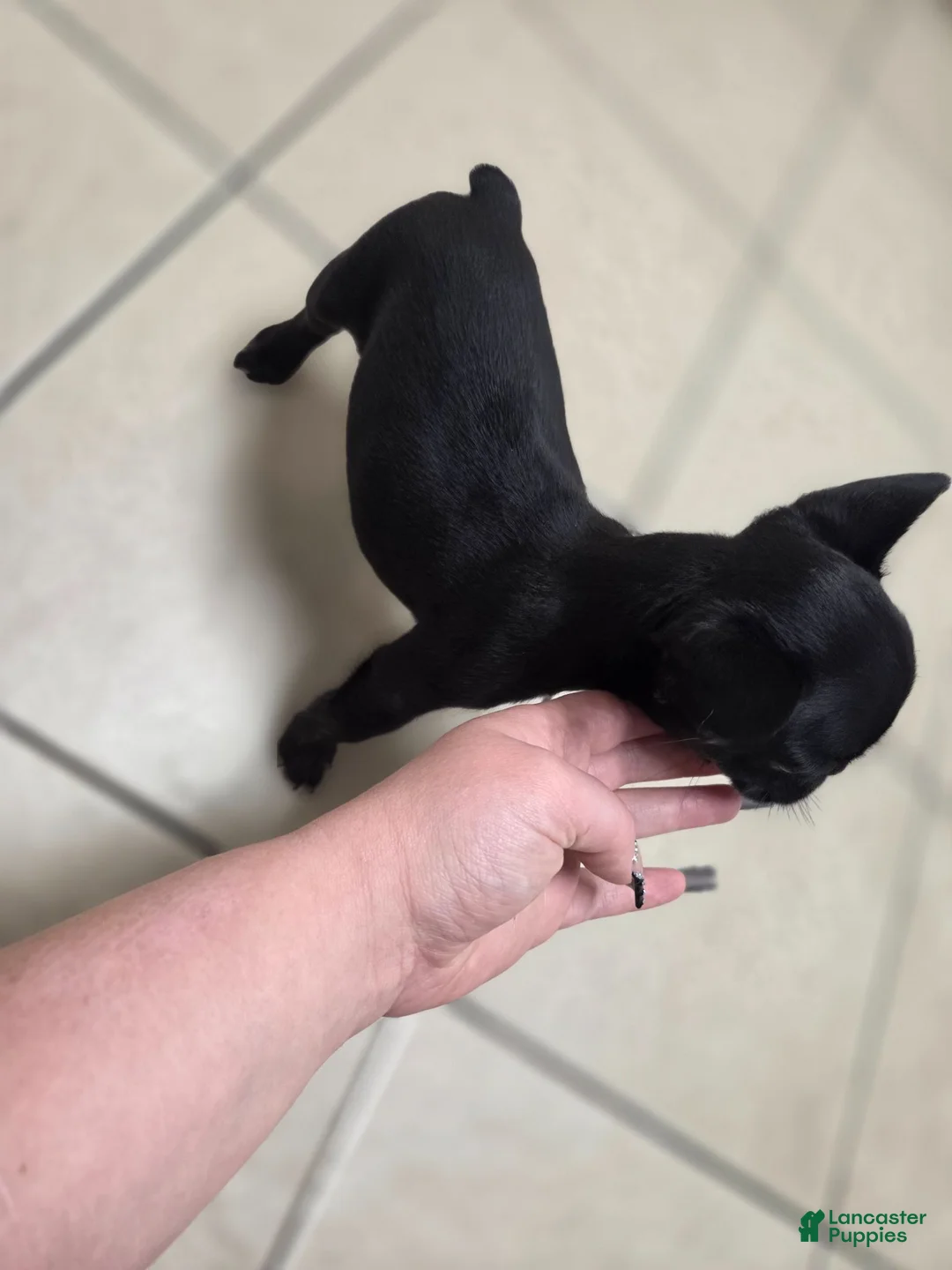 French Bulldog dogs for sale: French Bulldog 2 - Ad 2