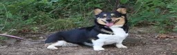 Welsh Corgi Pembroke dogs for sale: Tempest - Ad 7