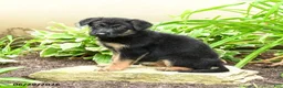 German Shepherd dogs for sale: Karina - Ad 6