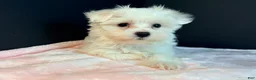Maltese dogs for sale: Maltese 2 - Ad 4