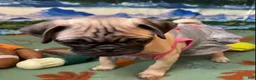 Pug dogs for sale: Luna - Ad 5