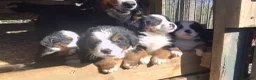 Bernese Mountain Dog dogs for sale: Bernese Mountain Dog Puppy 1 - Ad 5