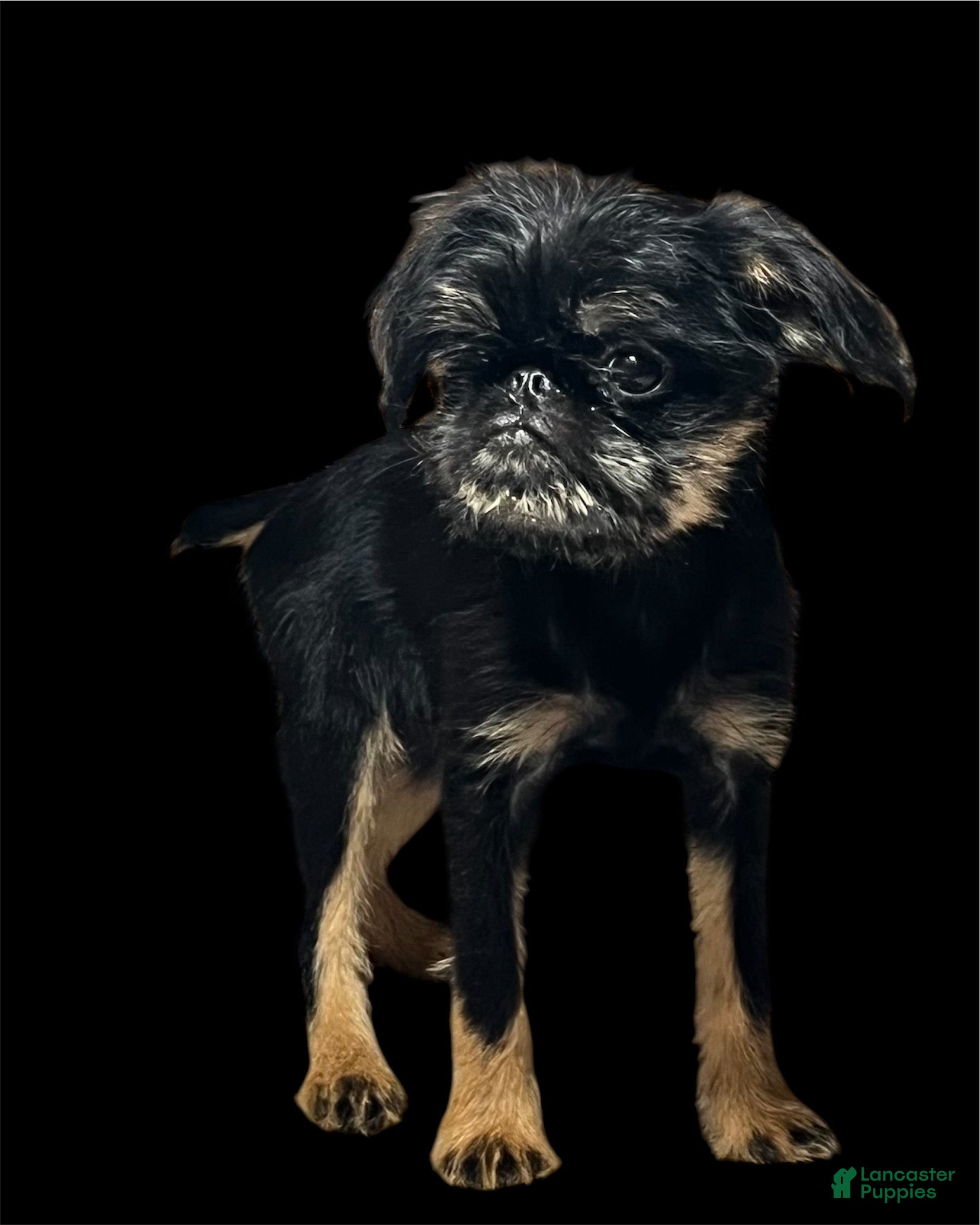 Brussels Griffon dogs Brussels Griffon Female - Ad 2