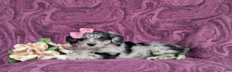 Corgipoo dogs for sale: Cassie - Ad 4