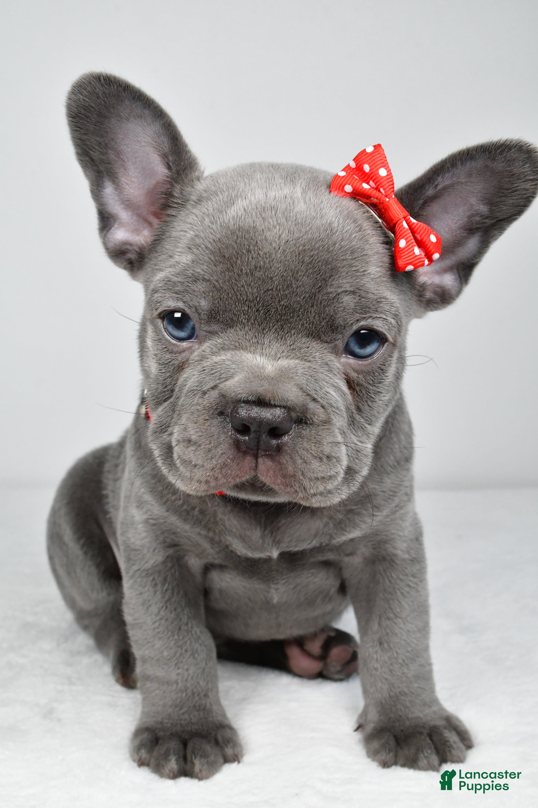 Mixed Breed dogs Hudson - Ad 2