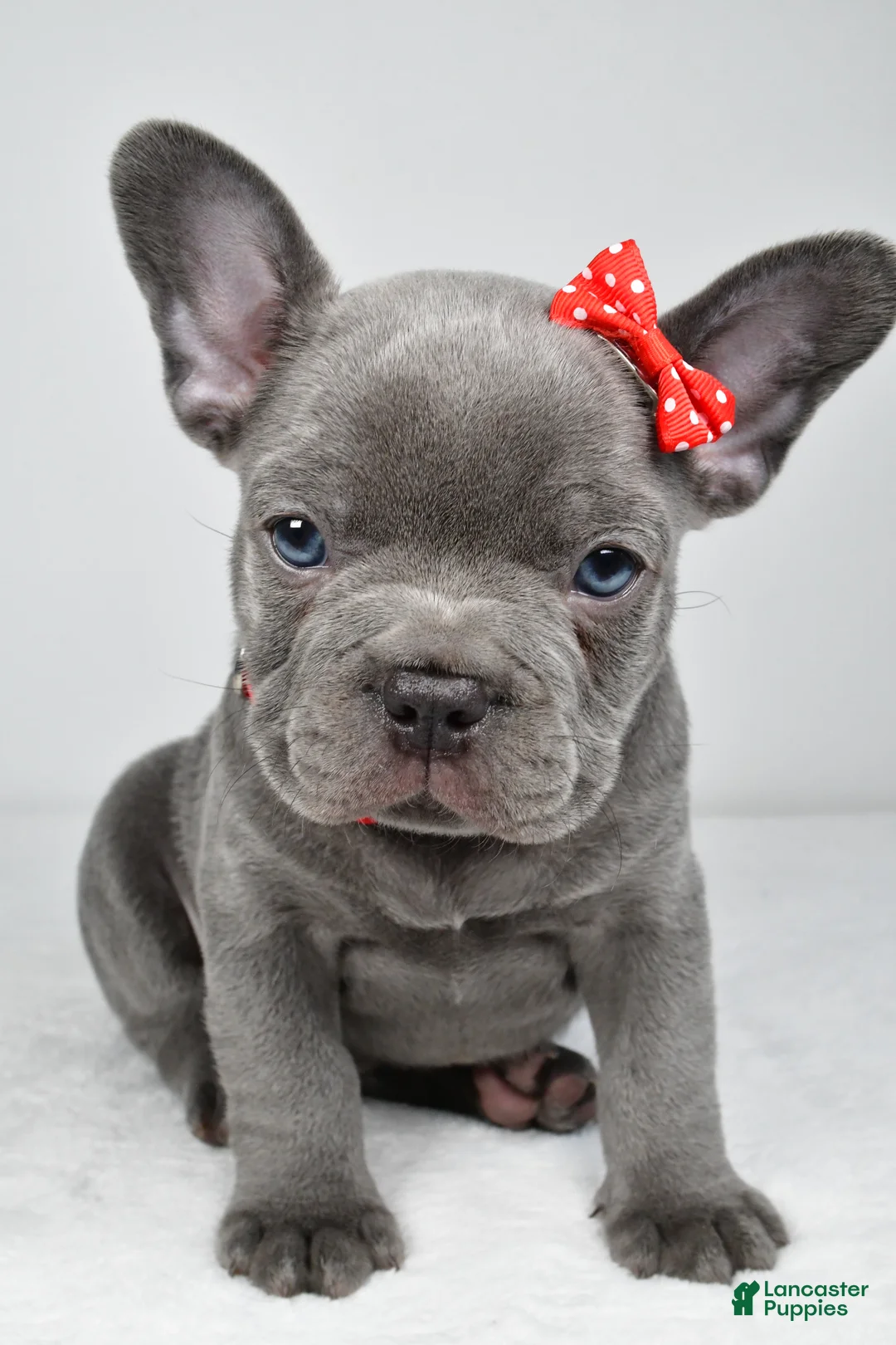 Mixed Breed dogs for sale: Hudson - Ad 2