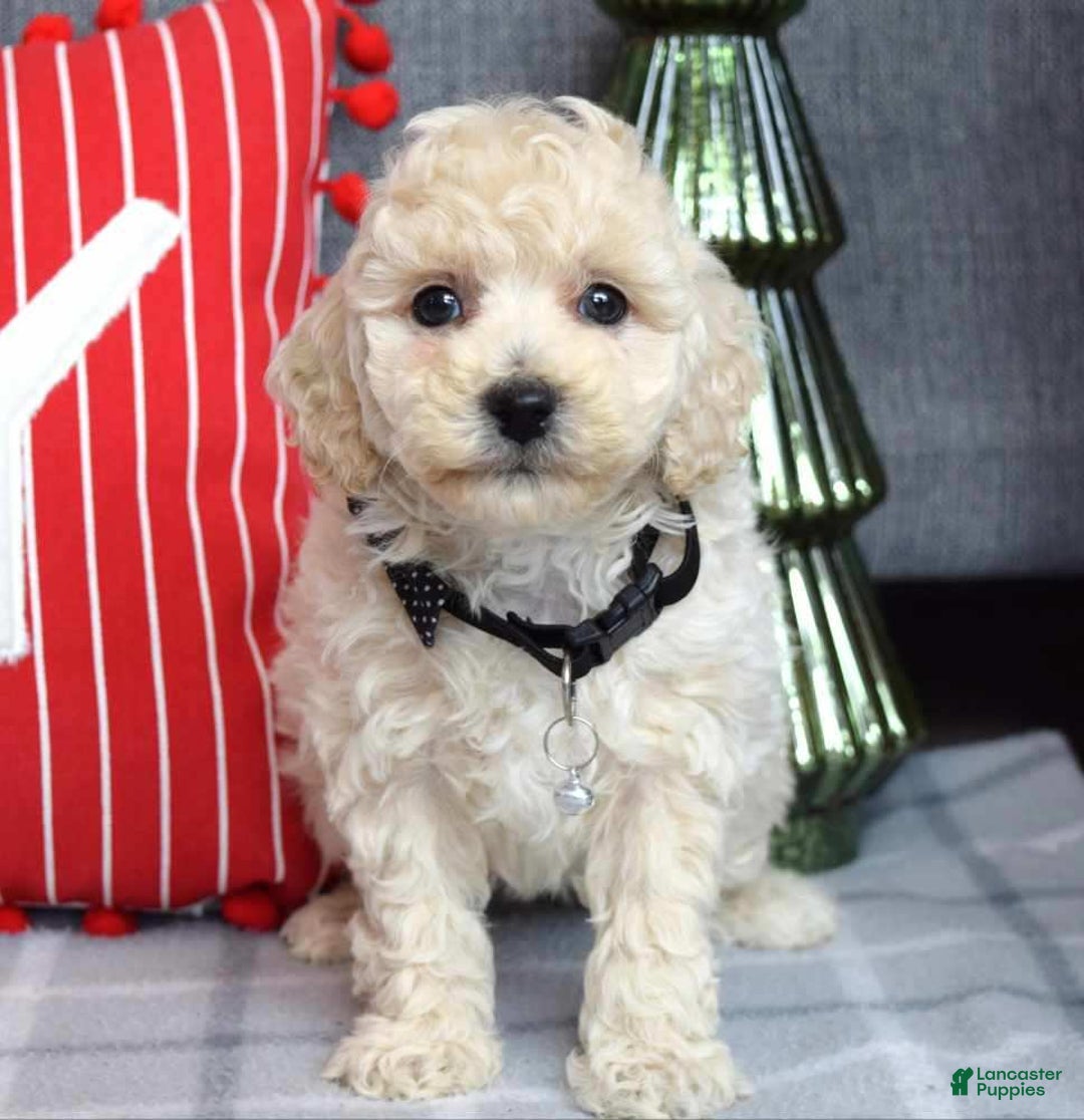 Miniature Poodle dogs for sale: Felix - Ad 9