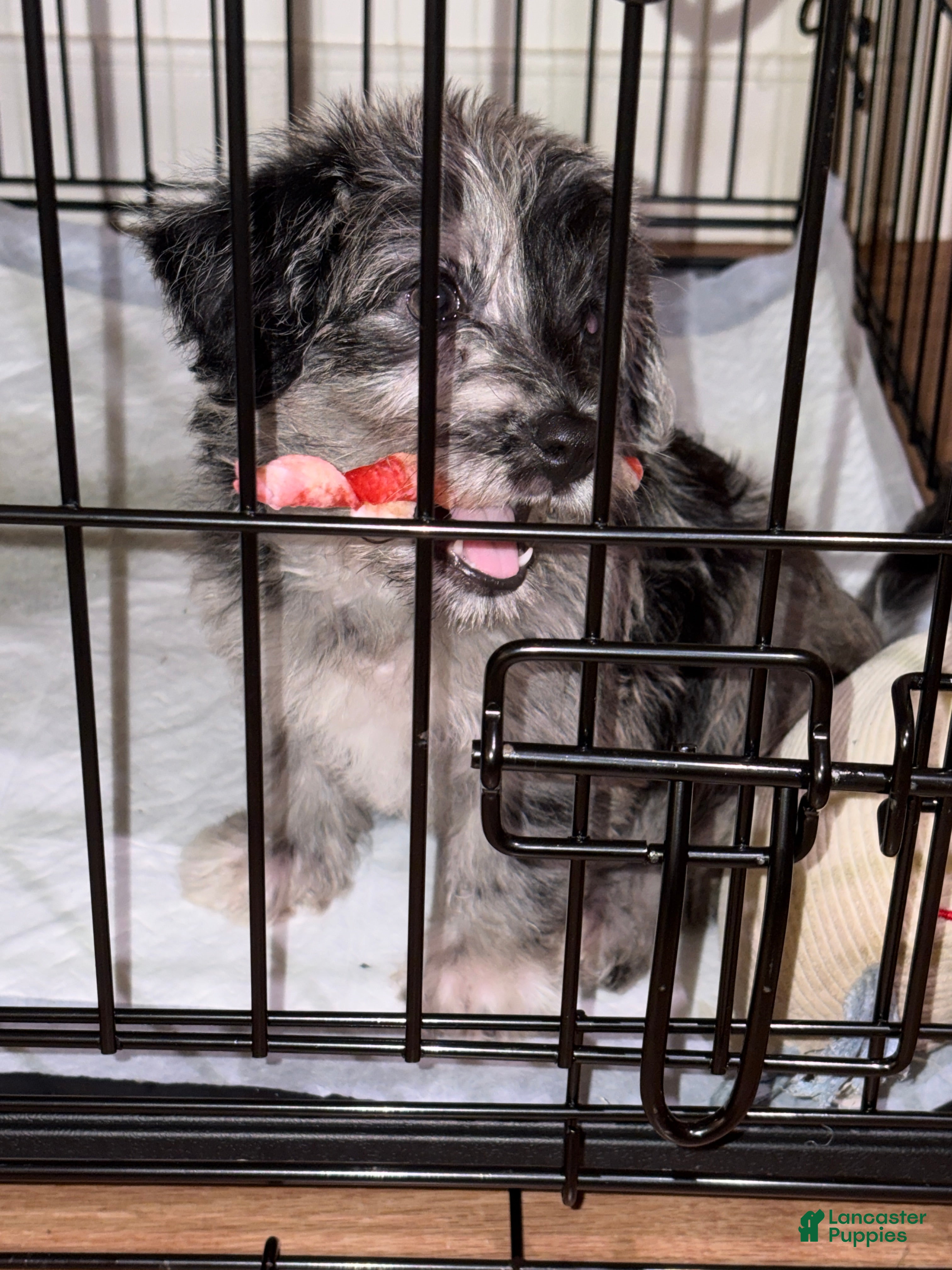 Westiepoo dogs Westiepoo  - Ad 2