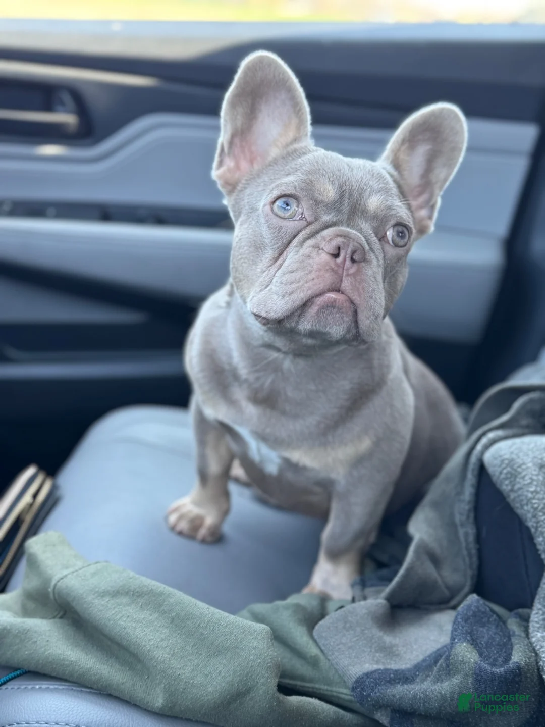 French Bulldog dogs for sale: Cami  - Ad 11