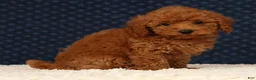 Havapoo dogs for sale: Fern - Ad 9