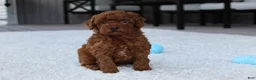 Toy Poodle dogs for sale: Ashton - Ad 9