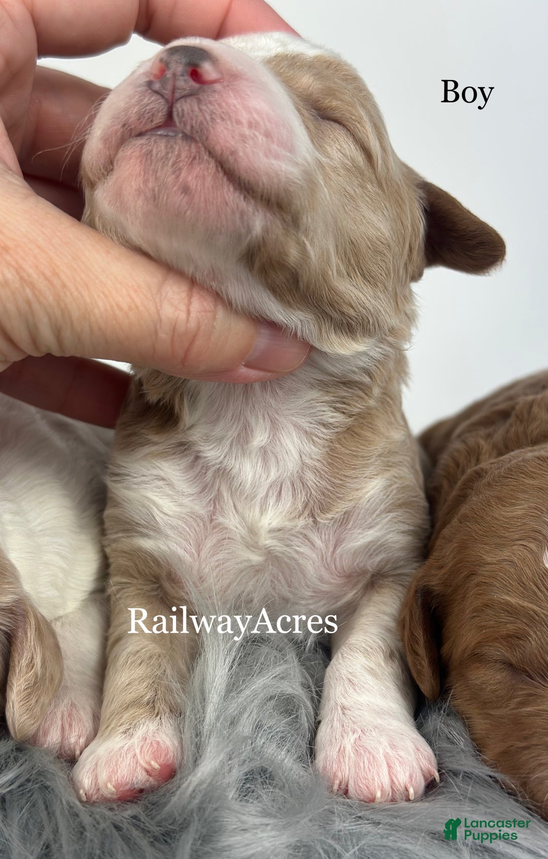 Goldendoodle dogs for sale: F1b Mini Boy 3 - Ad 2