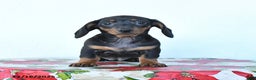 Miniature Dachshund dogs for sale: Sadie - Ad 3