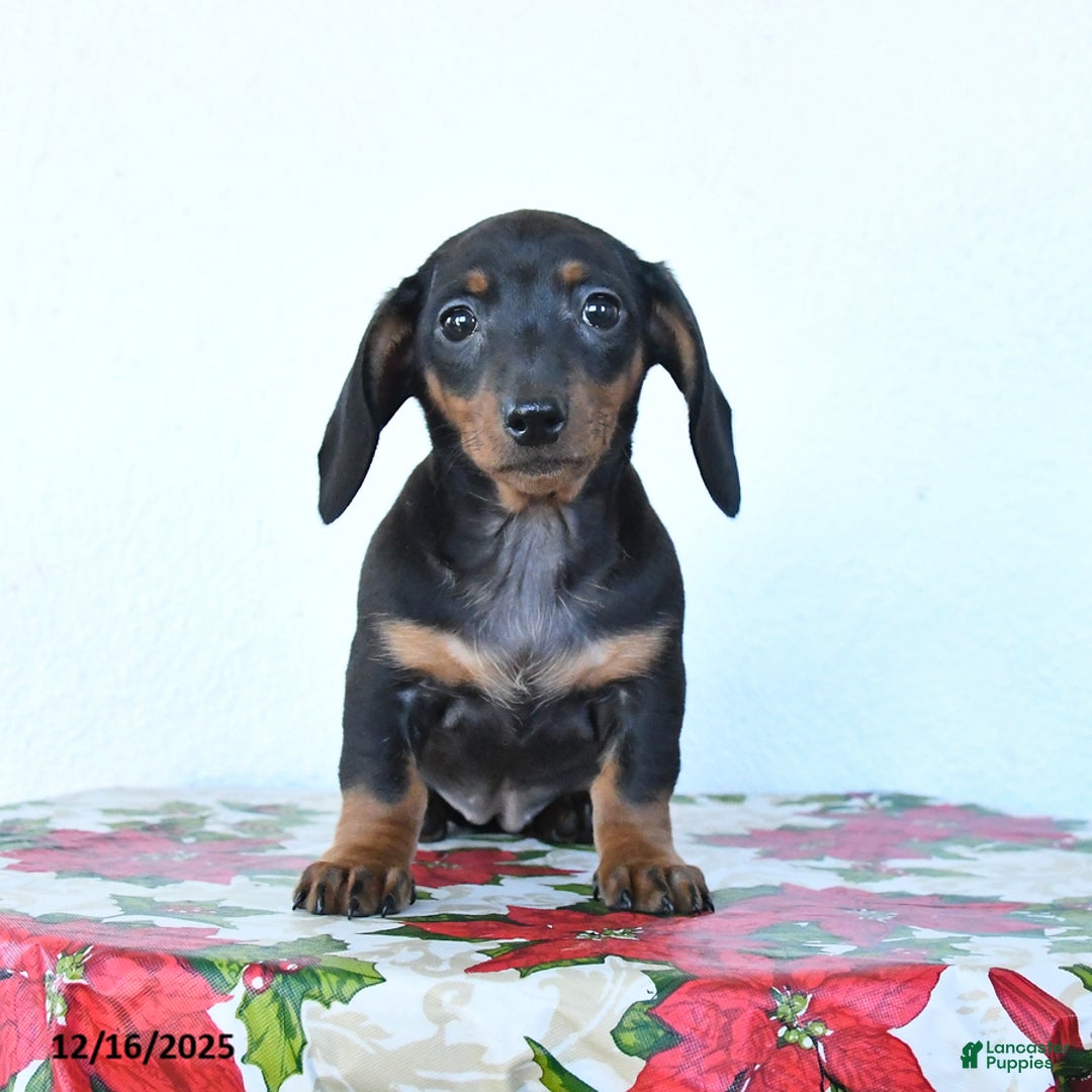 Miniature Dachshund dogs for sale: Sadie - Ad 3