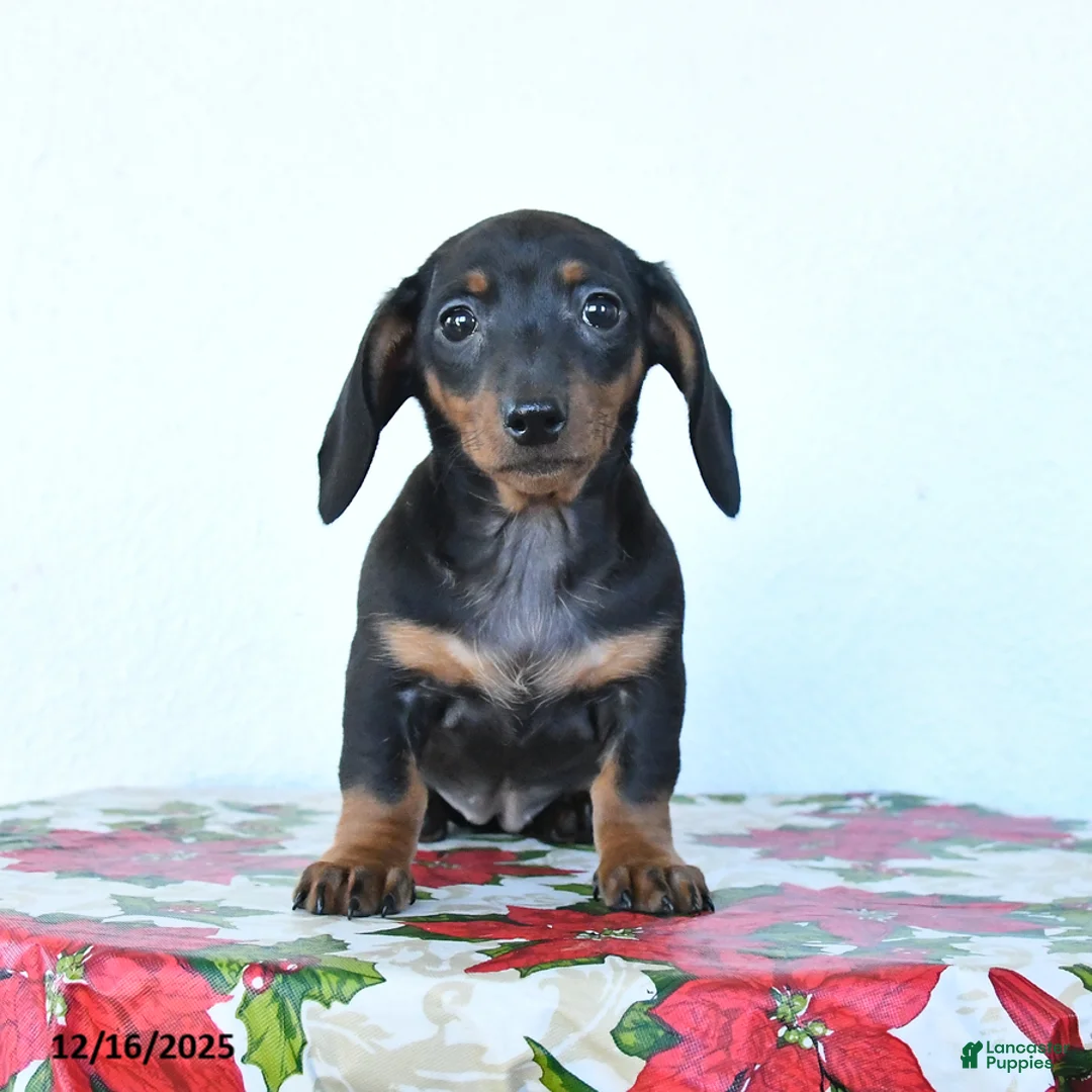 Miniature Dachshund dogs for sale: Sadie - Ad 8