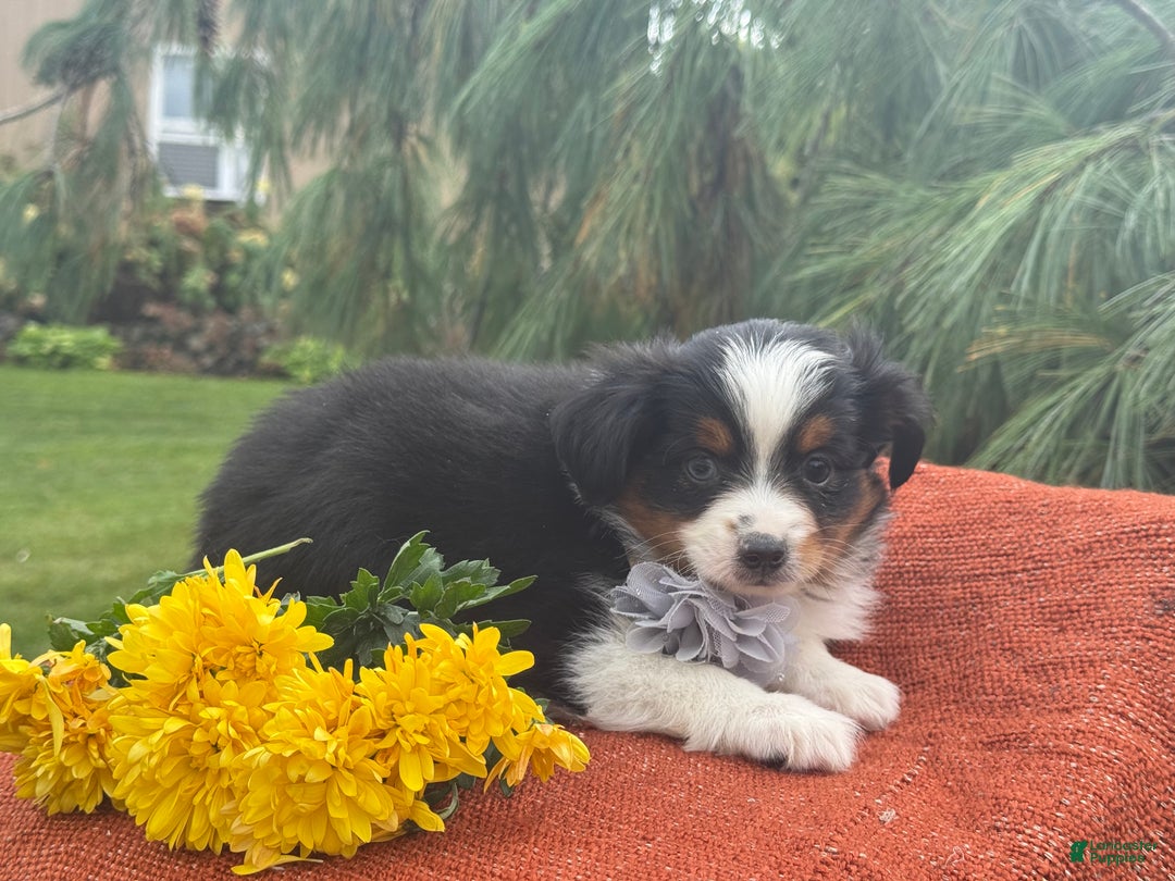 Miniature Australian Shepherd dogs for sale: Tango - Ad 10