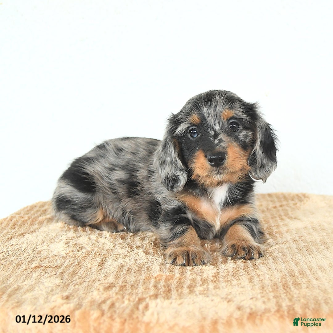 Miniature Dachshund dogs for sale: Dexter - Ad 3