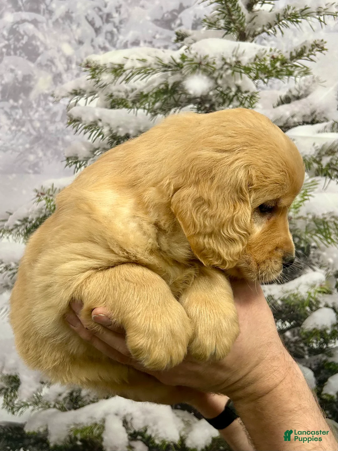 Golden Retriever dogs for sale: Clifford  - Ad 9
