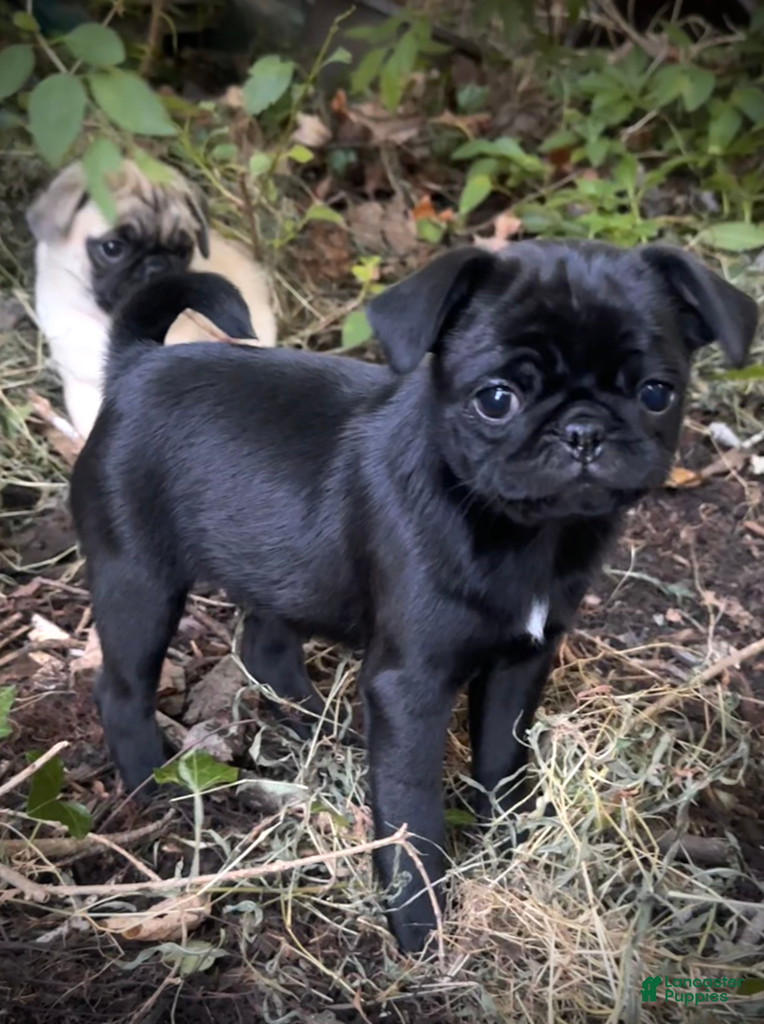 Pug dogs Rosy - Ad 5