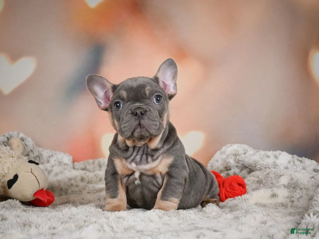 French Bulldog dogs for sale: Adam - Ad 2