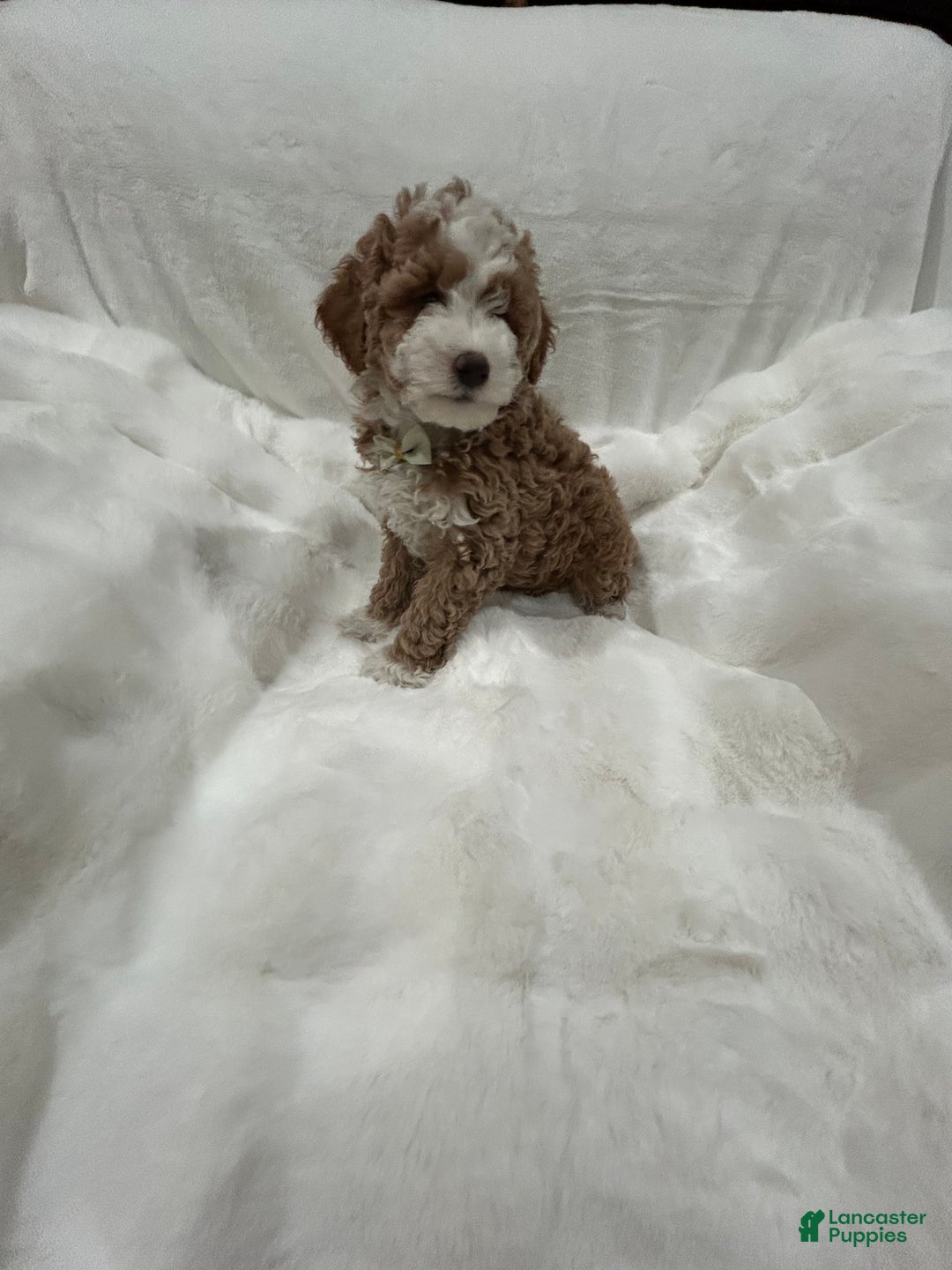 Mini Goldendoodle dogs for sale: Petite Tuxedo Mini Goldendoodle Mr. Perfection - Ad 3