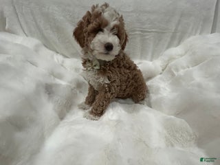Mini Goldendoodle dogs Petite Tuxedo Mini Goldendoodle Mr. Perfection - Ad 33