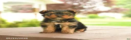 Yorkshire Terrier dogs for sale: Minnie - Ad 2