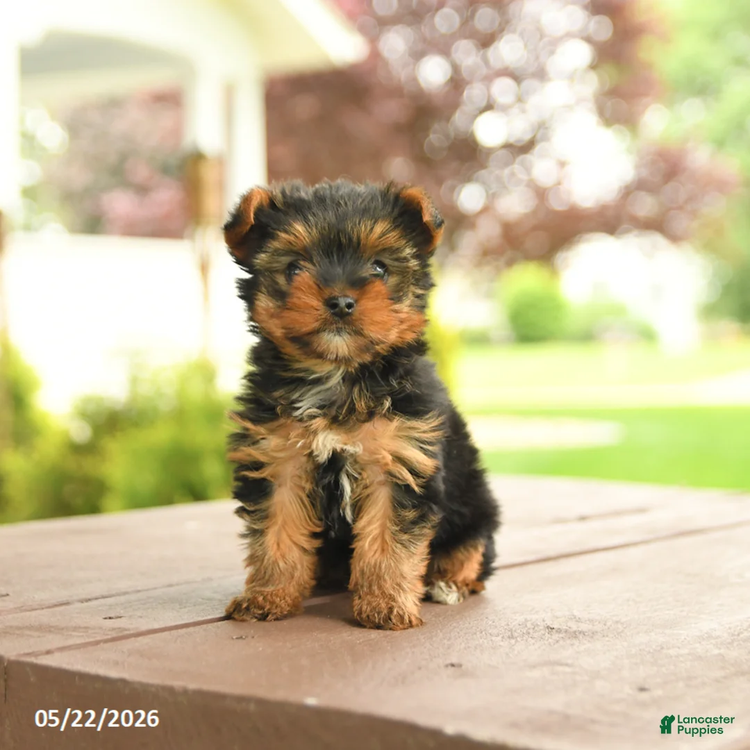 Yorkshire Terrier dogs for sale: Minnie - Ad 2