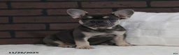 French Bulldog dogs for sale: Bubbles - Ad 5