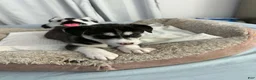 Siberian Husky dogs for sale: Bella - Ad 2
