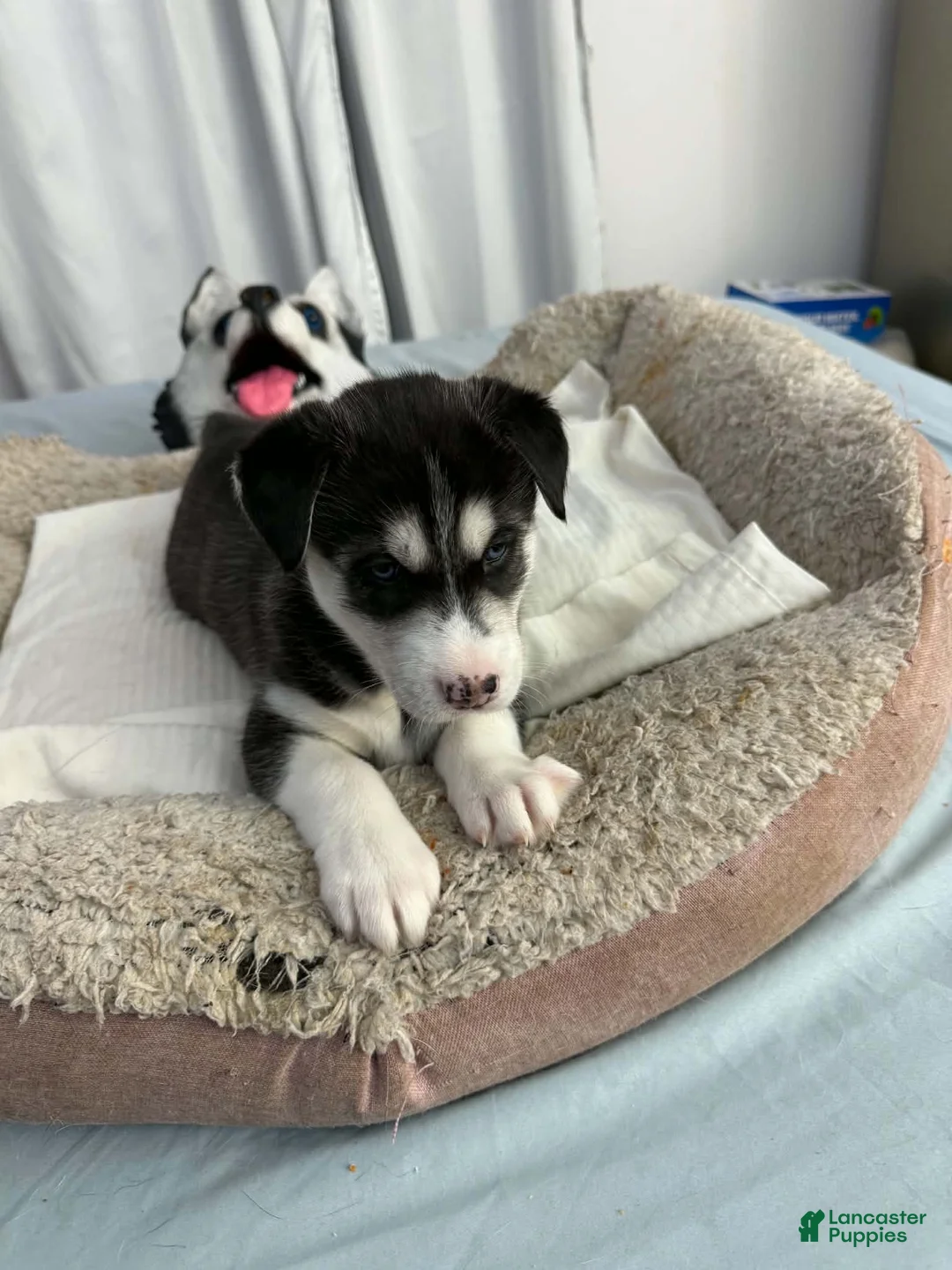 Siberian Husky dogs for sale: Bella - Ad 2
