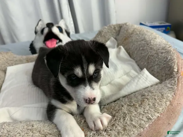 Siberian Husky dogs Bella - Ad 2