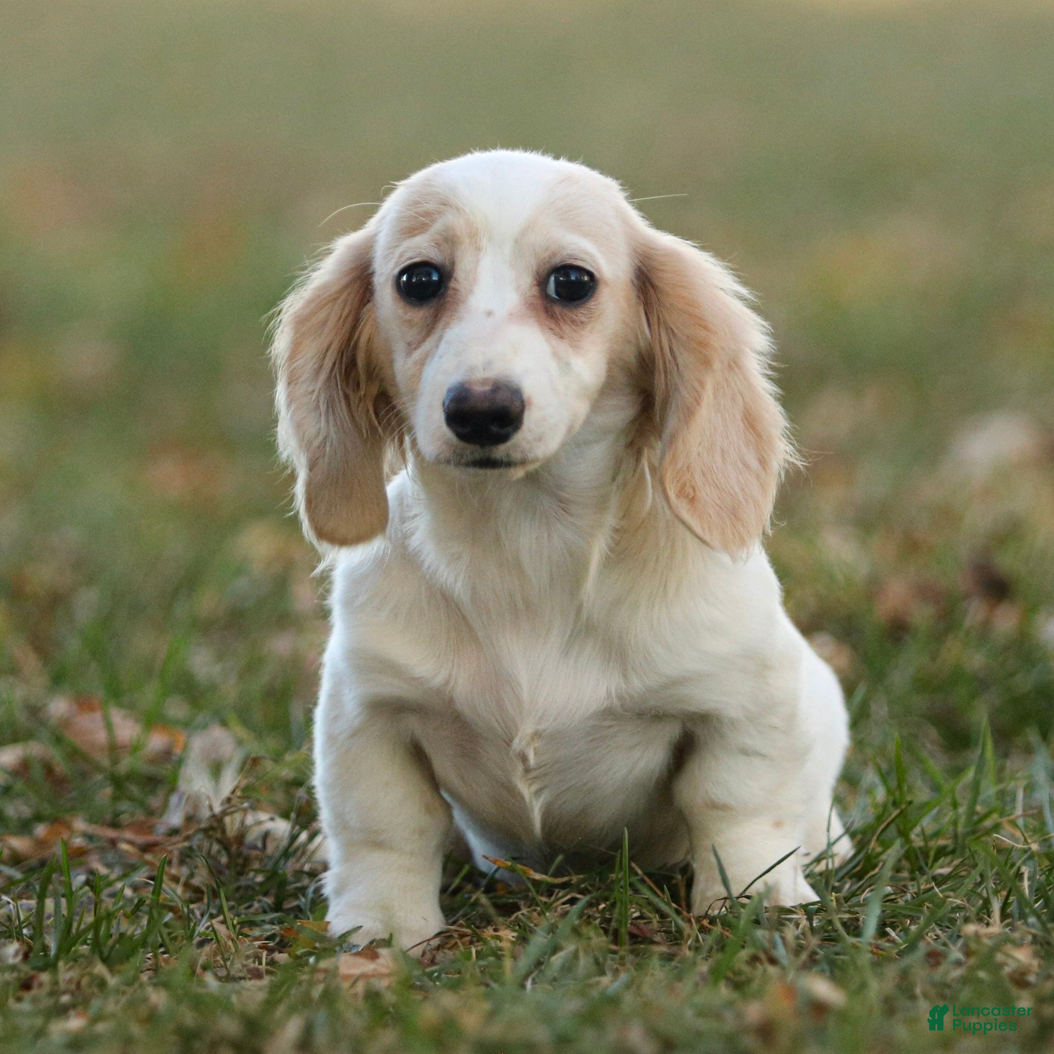 Miniature Dachshund dogs Sandi - Ad 1