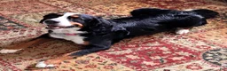 Bernedoodle dogs for sale: Bernedoodle Puppy 7 - Ad 2