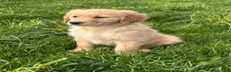 Golden Retriever dogs for sale: Lincoln  - Ad 2