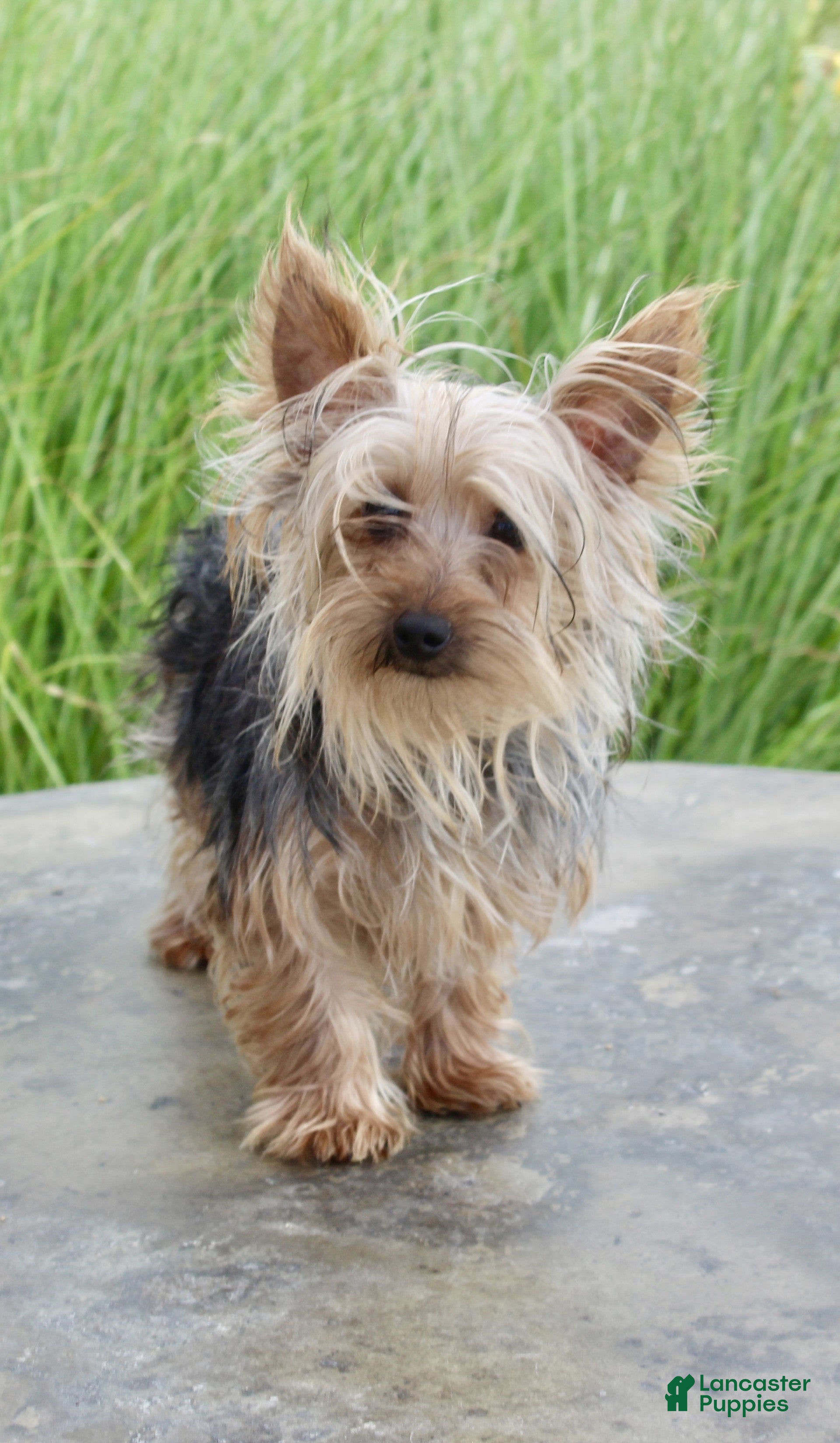 Yorkshire Terrier dogs Ringo - Ad 2