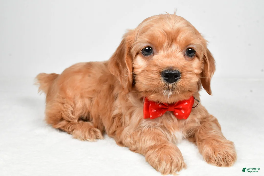 Cockapoo dogs for sale: Patrick - Ad 1