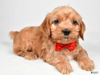 Cockapoo dogs Patrick - Ad 6