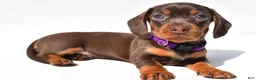 Miniature Dachshund dogs for sale: Dolly - Ad 6