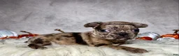 Mixed Breed dogs for sale: Mr. Gus - Ad 5