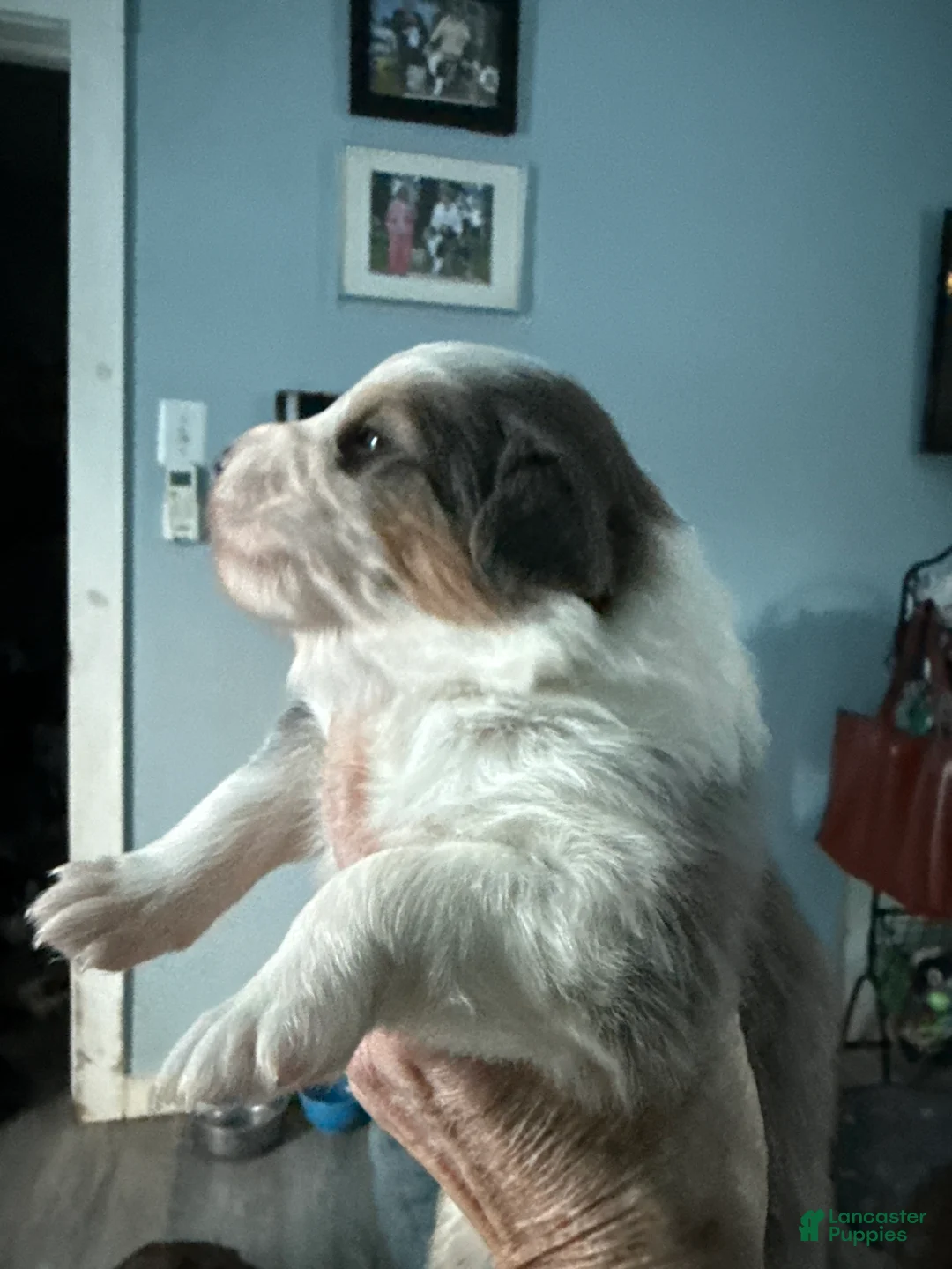 Australian Shepherd dogs for sale: Australian Shepherd Puppy 2 - Ad 8