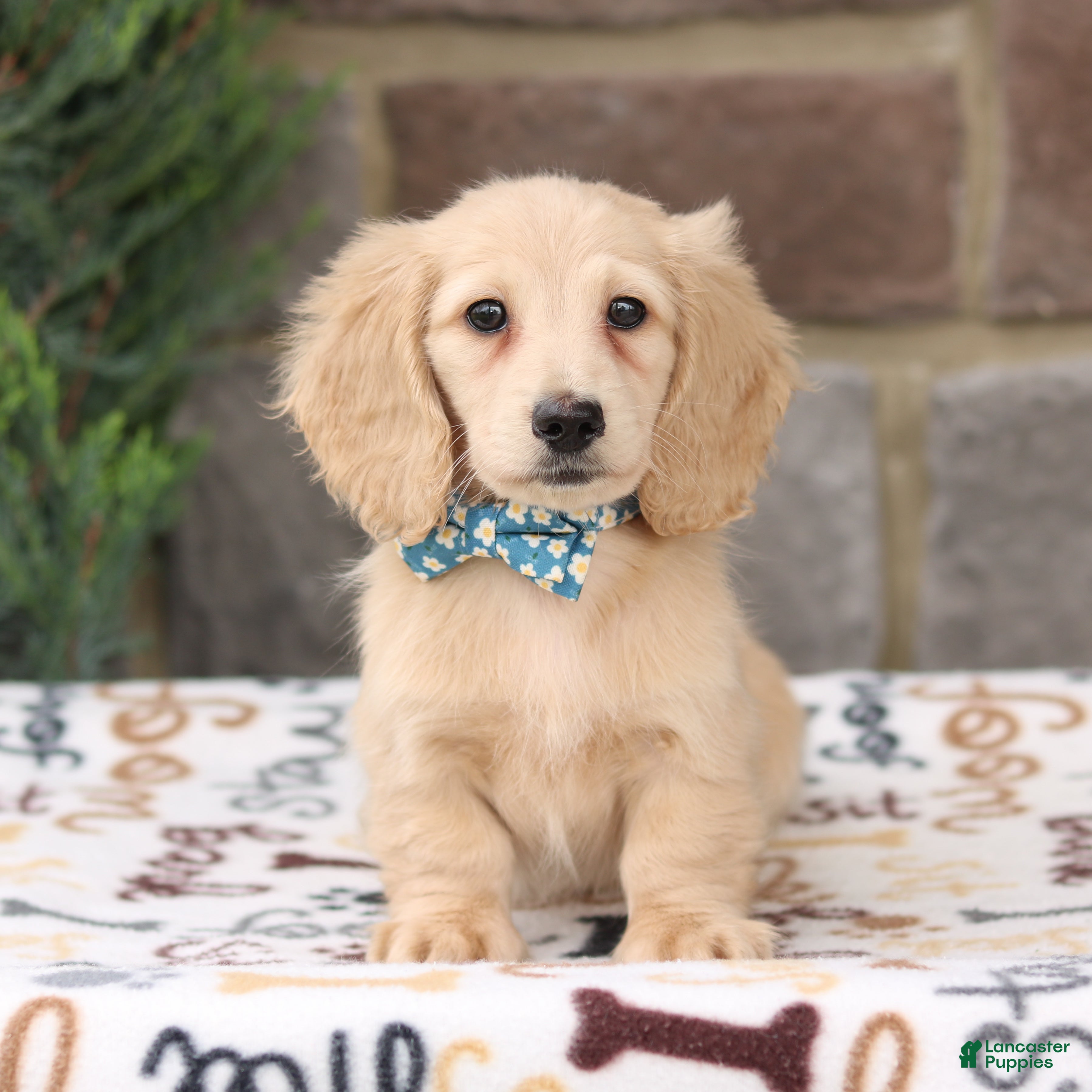 Miniature Dachshund dogs Dasher - Ad 1