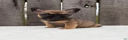 French Bulldog dogs for sale: Carson - Ad 3
